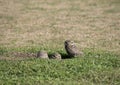 Close-up of the owls in the open field. athene cunicularia Royalty Free Stock Photo