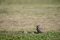 Close-up of the owls in the open field. athene cunicularia Royalty Free Stock Photo