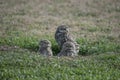 Close-up of the owls in the open field. athene cunicularia Royalty Free Stock Photo