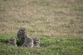 Close-up of the owls in the open field. athene cunicularia Royalty Free Stock Photo