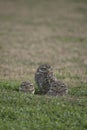 Close-up of the owls in the open field. athene cunicularia Royalty Free Stock Photo