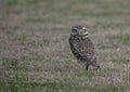 Close-up of the owls in the open field. athene cunicularia Royalty Free Stock Photo