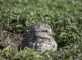 Close-up of the owls in the open field. athene cunicularia Royalty Free Stock Photo