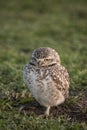 Close-up of the owls in the open field. athene cunicularia Royalty Free Stock Photo