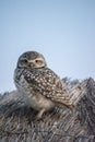 Close-up of the owls in the open field. athene cunicularia Royalty Free Stock Photo