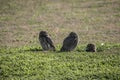 Close-up of the owls in the open field. athene cunicularia Royalty Free Stock Photo