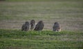 Close-up of the owls in the open field. athene cunicularia Royalty Free Stock Photo