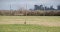 Close-up of the owls in the open field. athene cunicularia Royalty Free Stock Photo