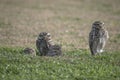 Close-up of the owls in the open field. athene cunicularia Royalty Free Stock Photo