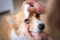 Close-up of an owner applying eye drops in dog`s Eye Royalty Free Stock Photo