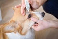 Close-up of an owner applying eye drops in dog`s Eye Royalty Free Stock Photo