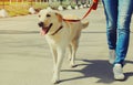 owner and labrador retriever dog walking together in the city Royalty Free Stock Photo