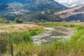 Close-up of oxbow wetland habitat in summer