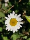 Close up Oxeye Daisy