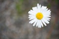 Close-up of Oxeye daisy flower with copy space