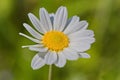 oxeye daisy Royalty Free Stock Photo