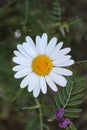 Close-up of an Oxeye daisy surrounding by lush green foliage.