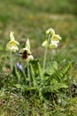 Close up of oxlip (primula elatior) flowers in bloom