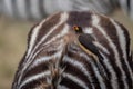 Close up of oxpecker on back of zebra