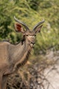 Close-up of oxpecker on male greater kudu