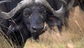 Close up of an oxpecker on the nose of a cape buffalo at masai mara national reserve