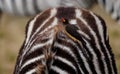 Close up of oxpecker on Zebra on the Safari