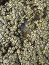 Close up of oyster clams and barnacles Royalty Free Stock Photo