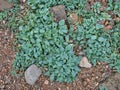 Close up of oyster plant mertensia maritima taken on a shingle beach near Tangwick in Northmavine, Shetland, Scotland, UK Royalty Free Stock Photo