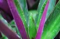 Close up oyster plant  or tradescantia spathacea flower with water drops blooming in morning garden , green and purple leaves Royalty Free Stock Photo