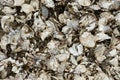 Close up of oyster shells Royalty Free Stock Photo