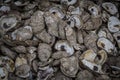 Close up of Oyster Shells Royalty Free Stock Photo