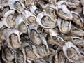 Close up of oysters