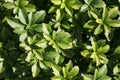 Close-up of a pachysandra shrub, natural background. The Pachysandra plant in the garden. Outdoor. Royalty Free Stock Photo