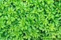 Close-up of pachysandra terminalis - green nature background, te Royalty Free Stock Photo