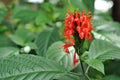 Close up of Pachystachys coccinea or the Cardinals guard flower