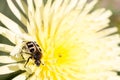 Close up of a Pachyta, a genus of beetles, on a yellow flower