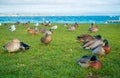 Close up of the Pacific black ducks or grey ducks at Lake Taupo, North Island of New Zealand Royalty Free Stock Photo