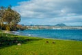 Close up of the Pacific black ducks or grey ducks sleeping at the grass at Lake Taupo, North Island of New Zealand Royalty Free Stock Photo