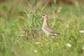 Close up of Pacific Golden plover bird Royalty Free Stock Photo