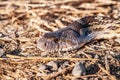 Close up of Pacific Gophersnake Pituophis catenifer catenifer head laying on the ground on a sunny day; Merced National Wildlife