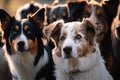 close-up of pack of dogs, their eyes shining and attentive