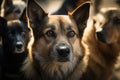 close-up of pack of dogs, their eyes shining and attentive