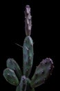 Close up on pad of opuntia canterae cactus with beautiful studio lighting Royalty Free Stock Photo