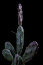 Close up on pad of opuntia canterae cactus with beautiful studio lighting