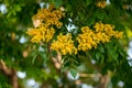 Close up of Padauk flower blooming