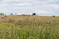 Close up of paddock grass with silhouettes of farm animals on the background Royalty Free Stock Photo