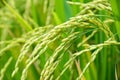 Close up of paddy green rice field