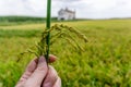 Close up paddy rice field Royalty Free Stock Photo