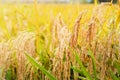 Close up of paddy rice field in morning time Royalty Free Stock Photo