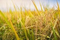 Close up of paddy rice field in morning time Royalty Free Stock Photo